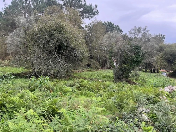 Terreno para Venda em Afife Foto 6