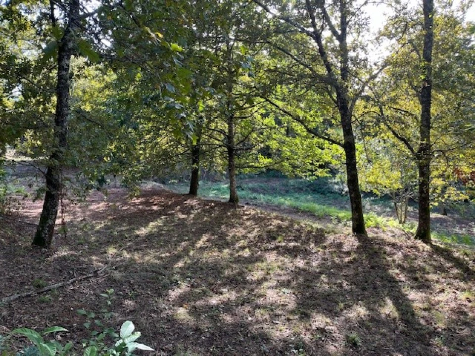 Quinta para Venda em Ponte da Barca, V.N. Muía, Paço Vedro Magalhães Foto 10