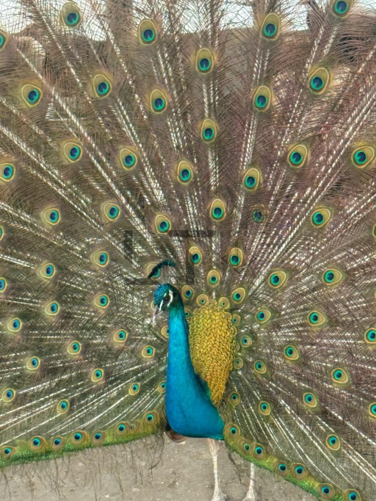 Quinta T7 para Venda em Pessegueiro do Vouga Foto 15