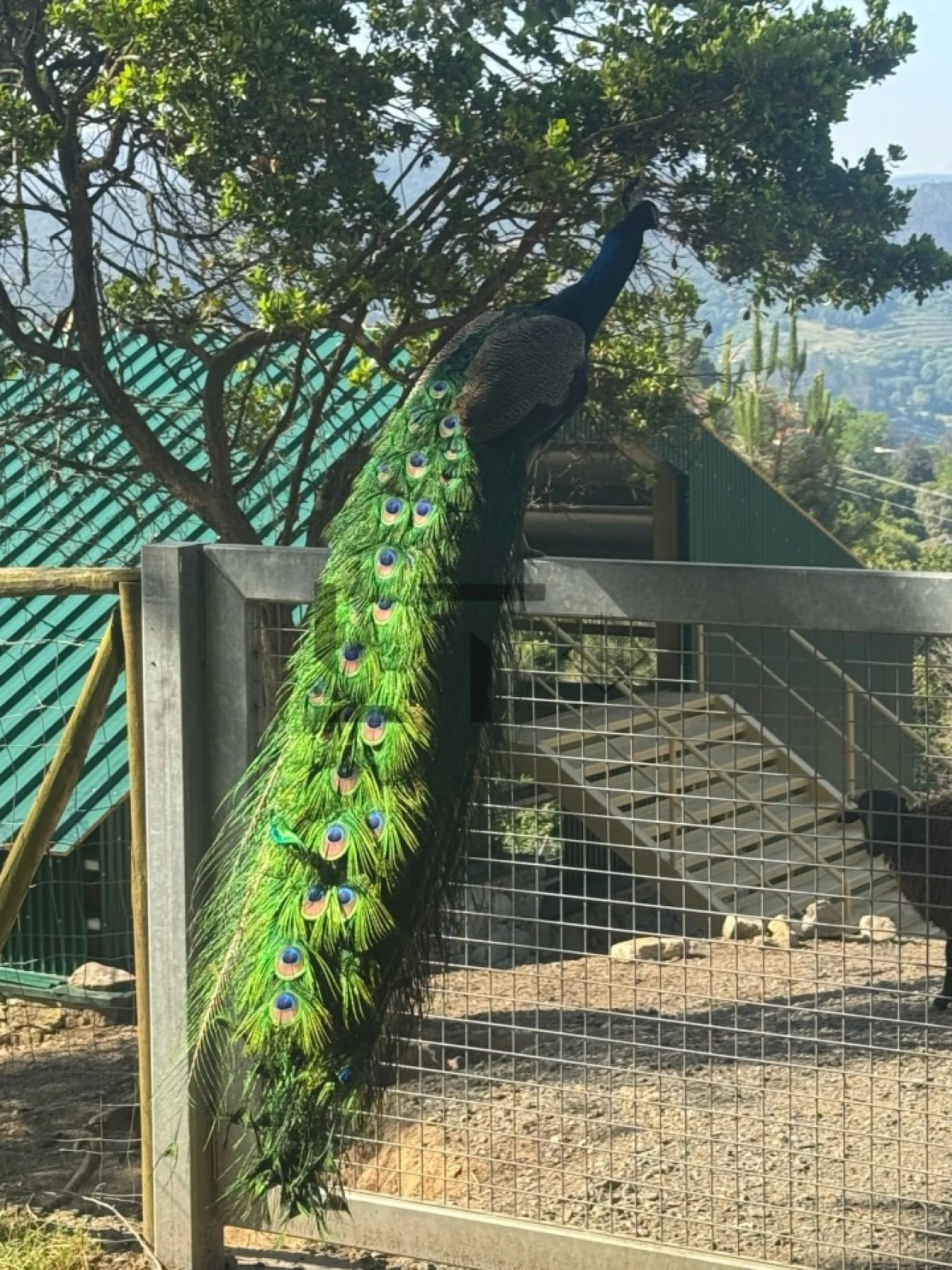 Quinta T7 para Venda em Pessegueiro do Vouga Foto 22