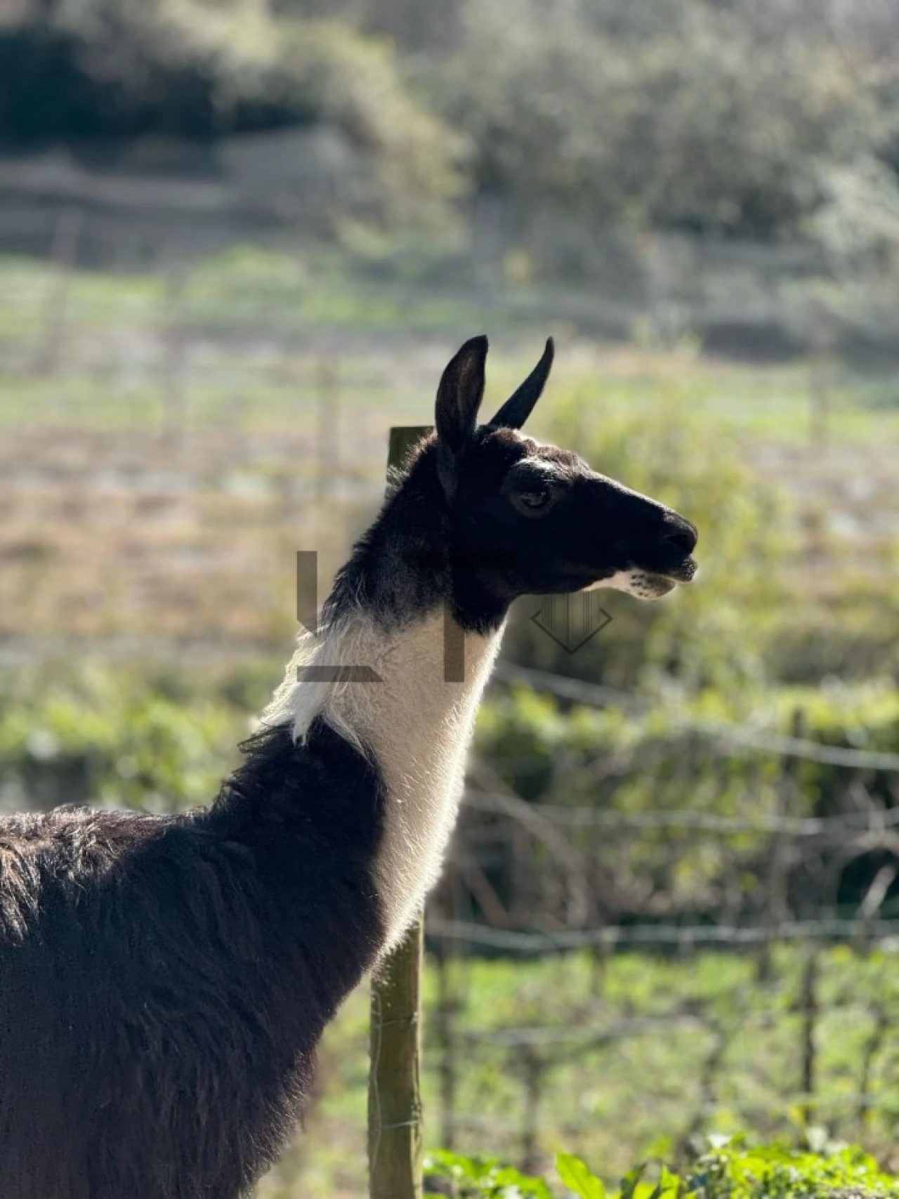 Quinta T7 para Venda em Pessegueiro do Vouga Foto 33