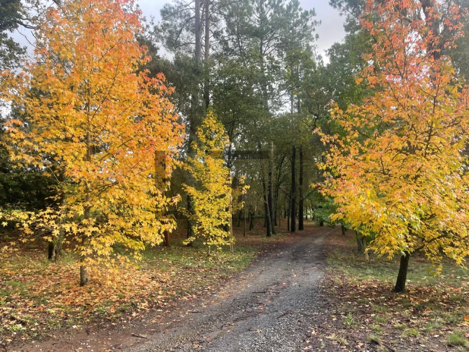 Quinta T7 para Venda em Pessegueiro do Vouga Foto 43