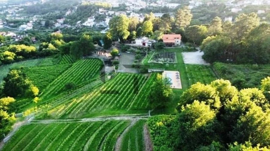 Quinta T7 para Venda em Pessegueiro do Vouga Foto 8