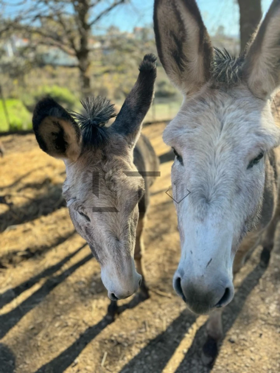Quinta T7 para Venda em Pessegueiro do Vouga Foto 26