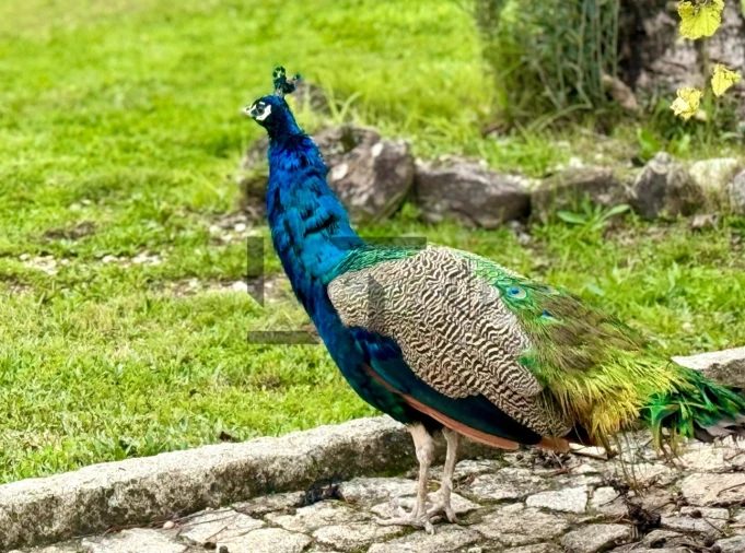 Quinta T7 para Venda em Pessegueiro do Vouga Foto 29