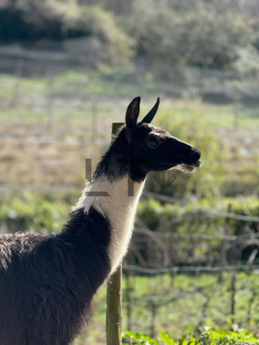 Quinta T7 para Venda em Pessegueiro do Vouga Foto 33