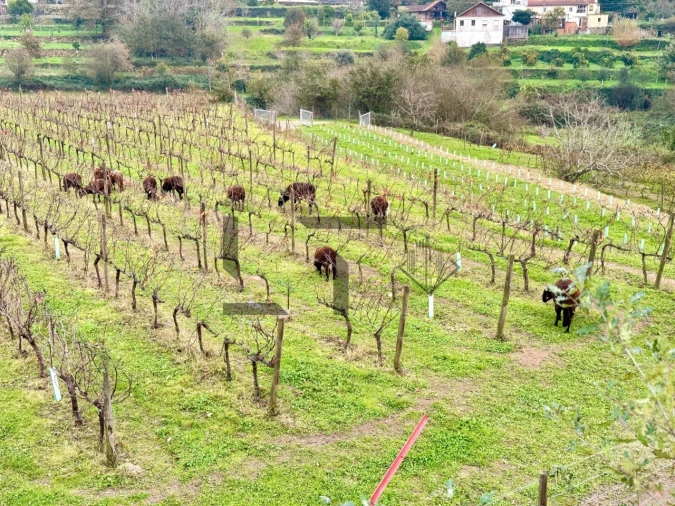 Quinta T7 para Venda em Pessegueiro do Vouga Foto 38