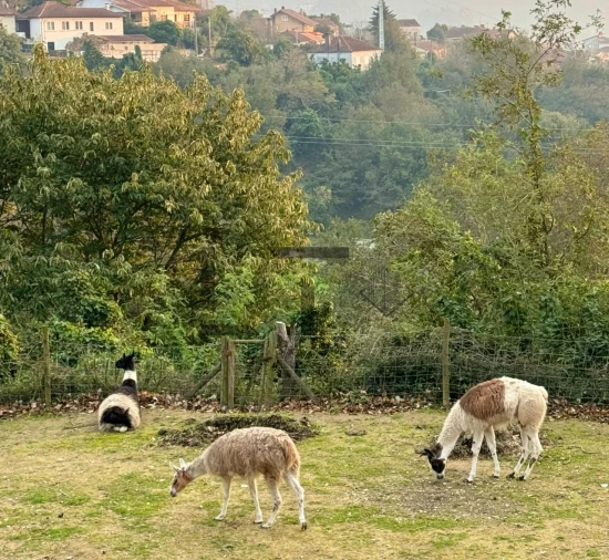 Quinta T7 para Venda em Pessegueiro do Vouga Foto 46