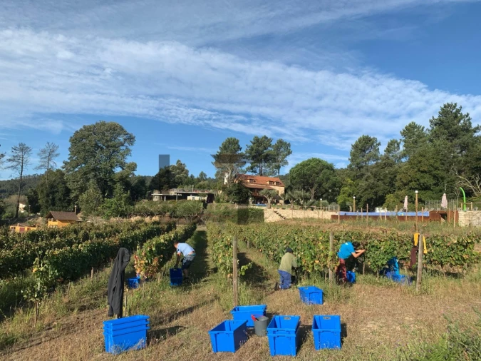 Quinta T7 para Venda em Pessegueiro do Vouga Foto 56