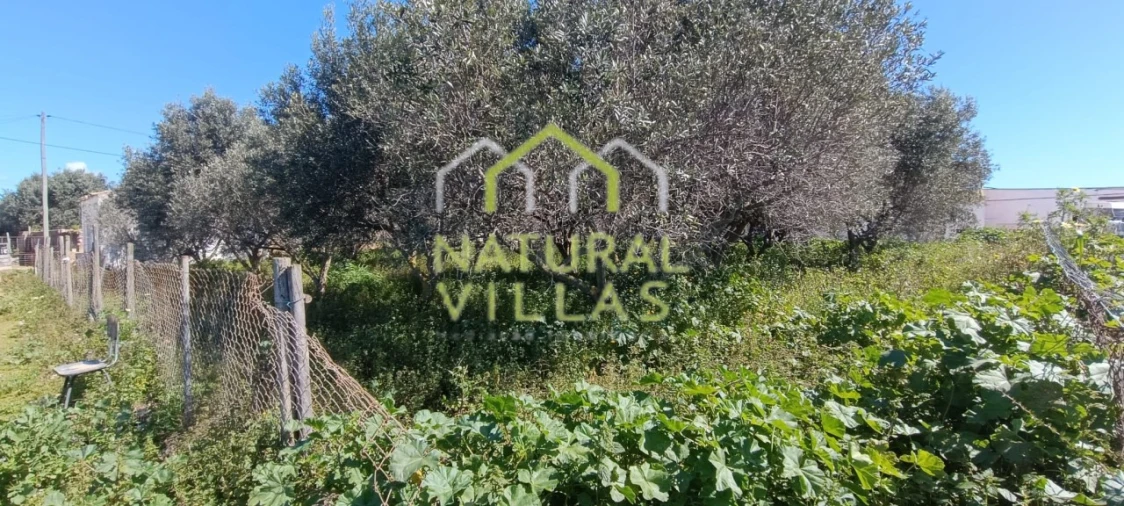 Terreno Agricola ou Rústico para Arrendamento em Conceição e Estoi