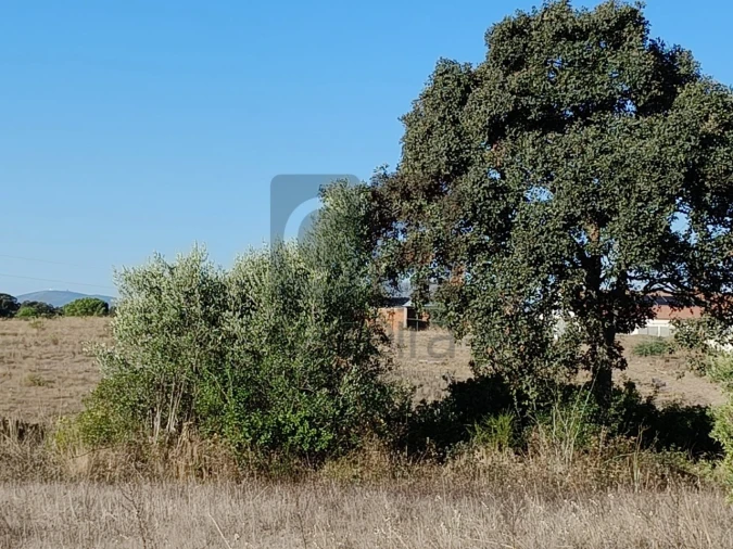 Terreno para Venda em Almoster Foto 5