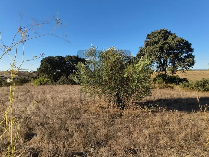Terreno para Venda em Almoster Foto 10