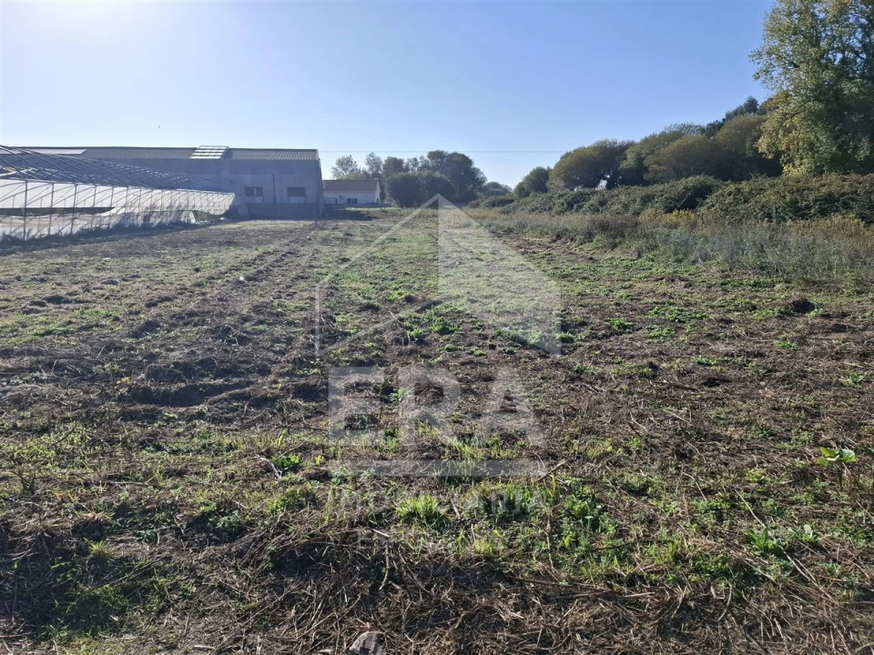 Terreno Agricola ou Rústico para Venda em Belinho e Mar Foto 5
