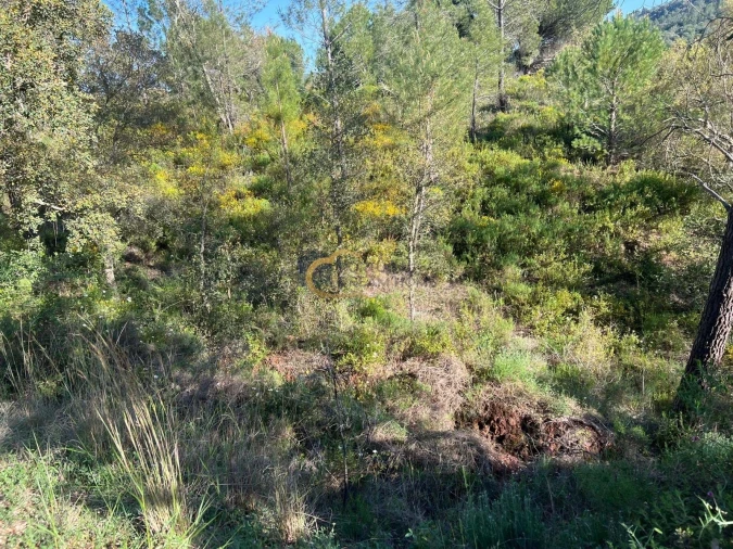 Terreno Agricola ou Rústico para Venda em Alte Foto 3