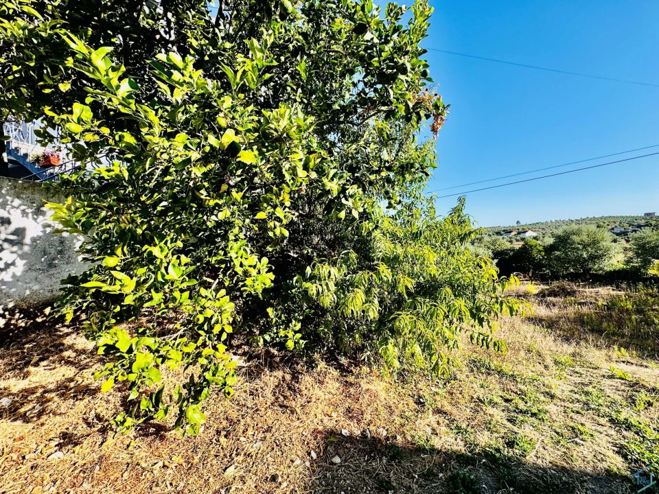 Moradia T3 para Venda em Madalena e Beselga Foto 32