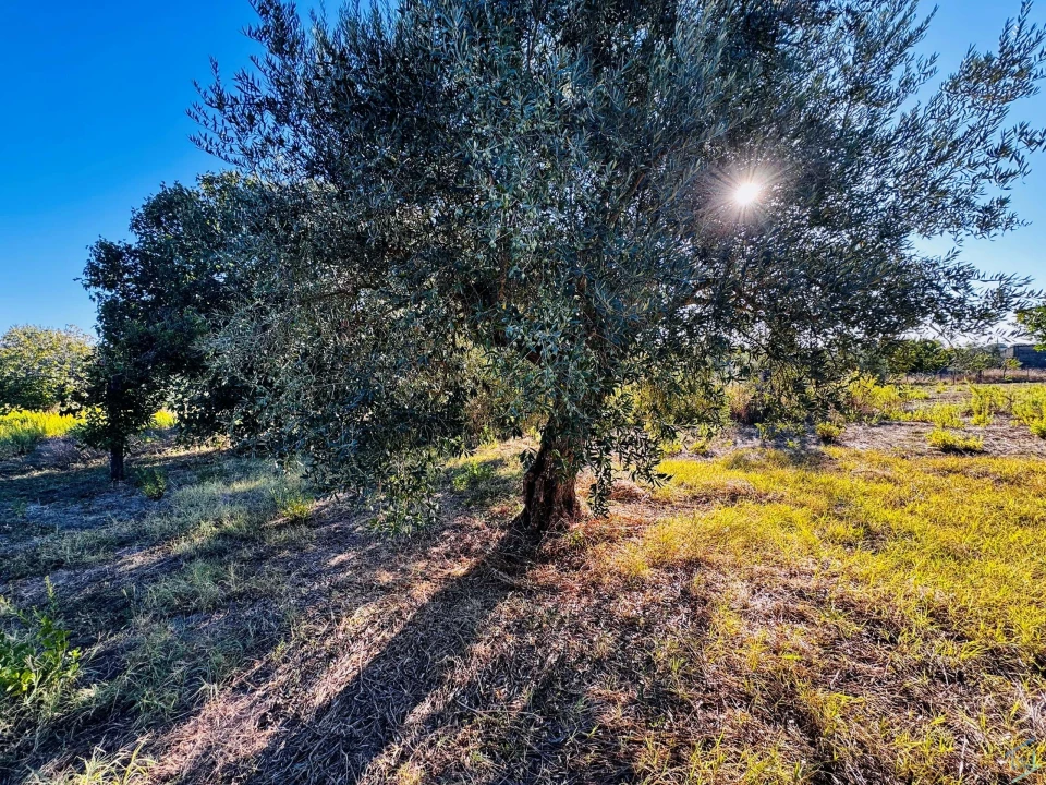 Moradia T3 para Venda em Madalena e Beselga Foto 26