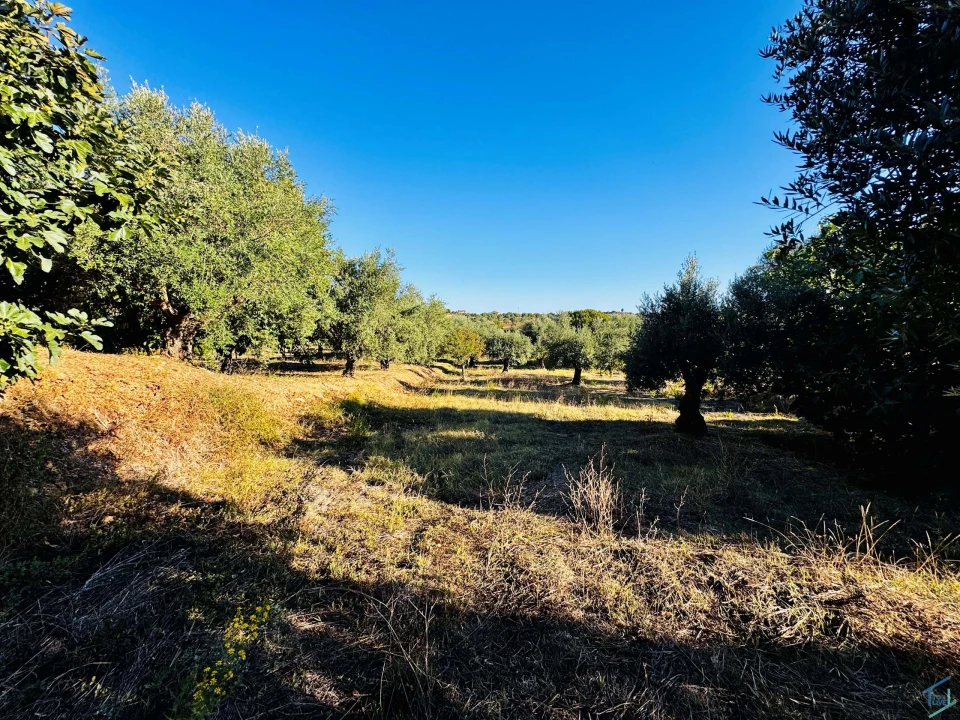 Moradia T3 para Venda em Madalena e Beselga Foto 24