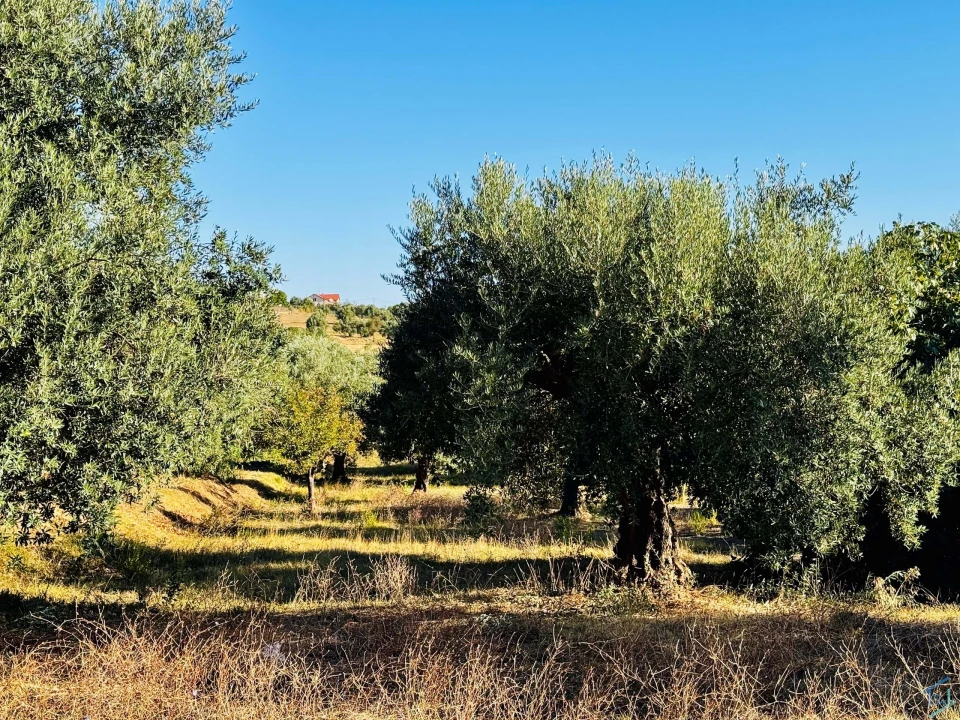 Moradia T3 para Venda em Madalena e Beselga Foto 22