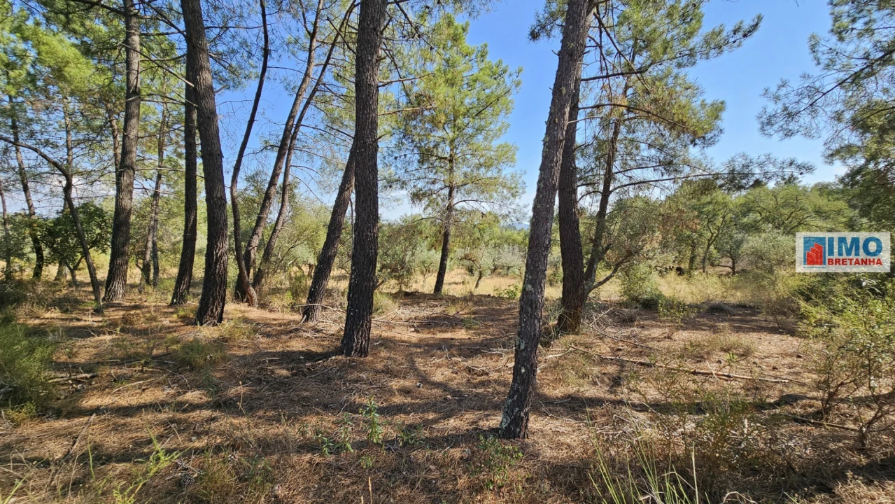 Terreno Agricola ou Rústico para Venda em Salgueiro do Campo Foto 16