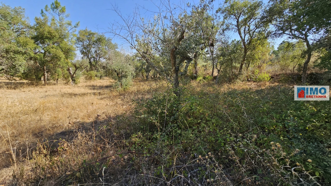Terreno Agricola ou Rústico para Venda em Salgueiro do Campo Foto 10