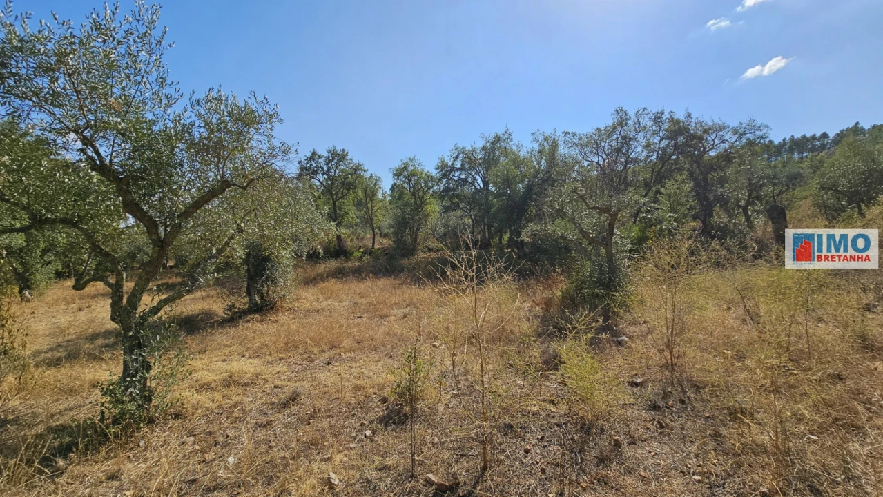 Terreno Agricola ou Rústico para Venda em Salgueiro do Campo Foto 2