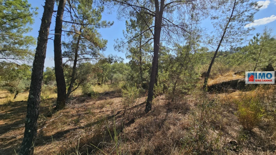 Terreno Agricola ou Rústico para Venda em Salgueiro do Campo Foto 17
