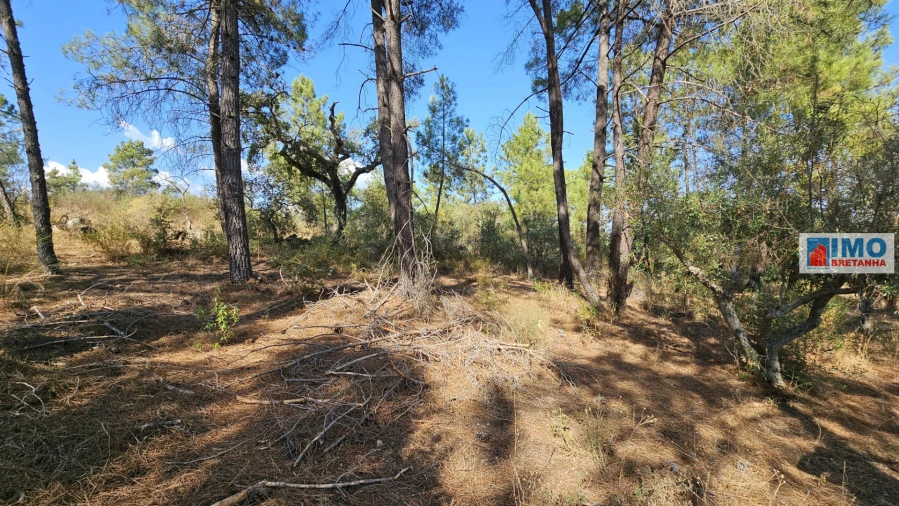 Terreno Agricola ou Rústico para Venda em Salgueiro do Campo Foto 5