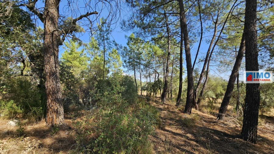 Terreno Agricola ou Rústico para Venda em Salgueiro do Campo Foto 18