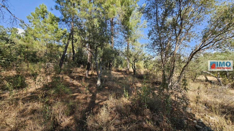 Terreno Agricola ou Rústico para Venda em Salgueiro do Campo Foto 7