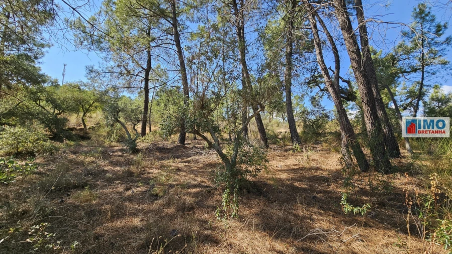 Terreno Agricola ou Rústico para Venda em Salgueiro do Campo Foto 8