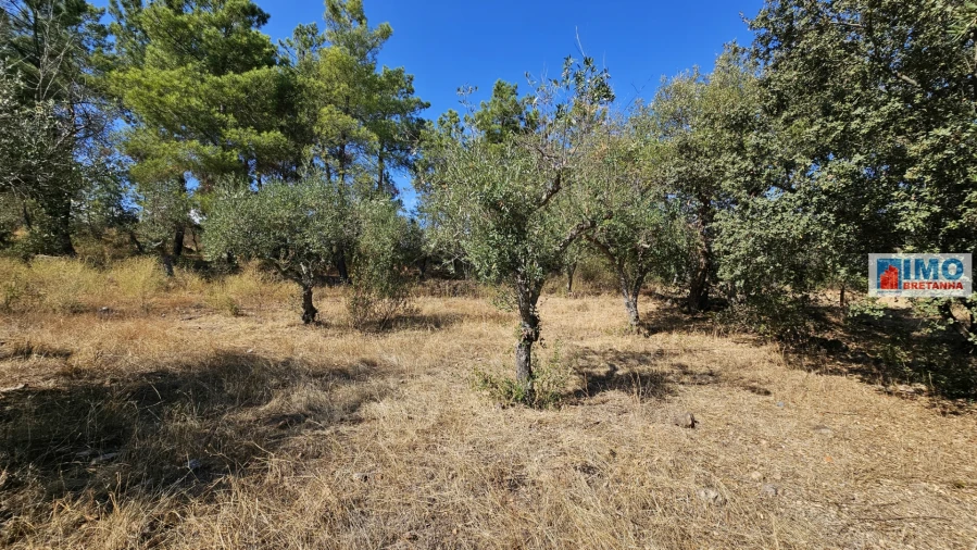 Terreno Agricola ou Rústico para Venda em Salgueiro do Campo Foto 9