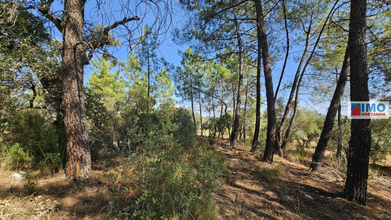 Terreno Agricola ou Rústico para Venda em Salgueiro do Campo Foto 18