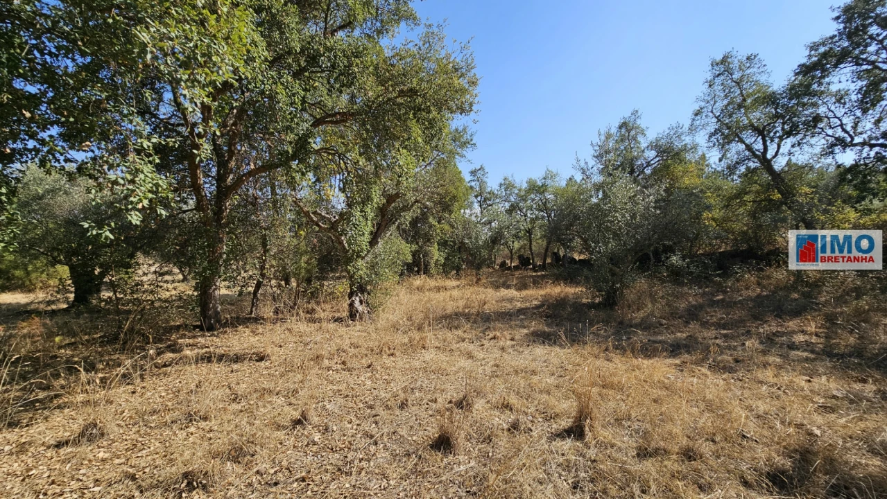 Terreno Agricola ou Rústico para Venda em Salgueiro do Campo Foto 1