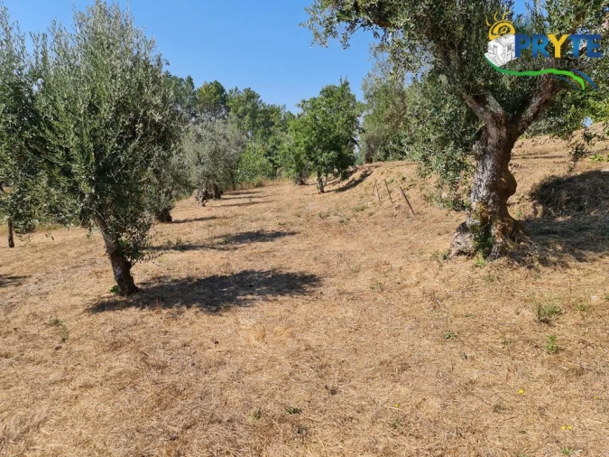 Quinta T3 para Venda em Cernache do Bonjardim, Nesperal e Palhais Foto 20