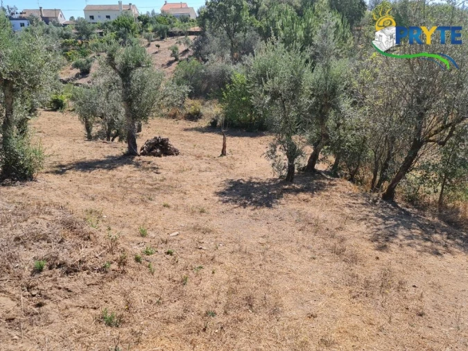 Quinta T3 para Venda em Cernache do Bonjardim, Nesperal e Palhais Foto 21