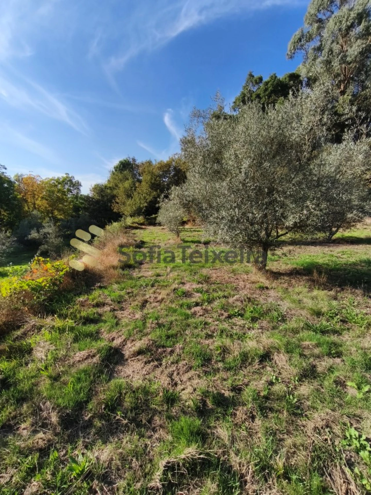 Terreno para Venda em Regadas Foto 3