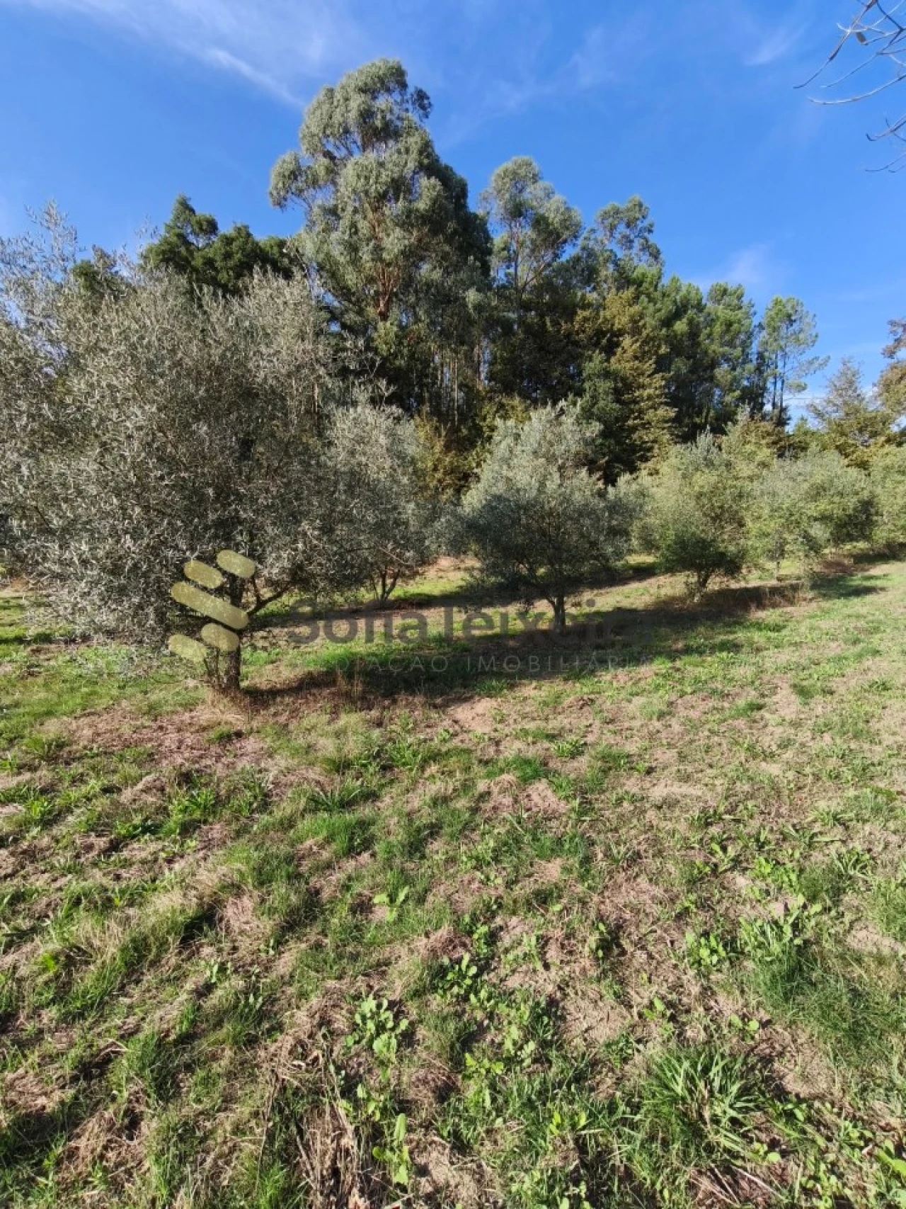 Terreno para Venda em Regadas Foto 1