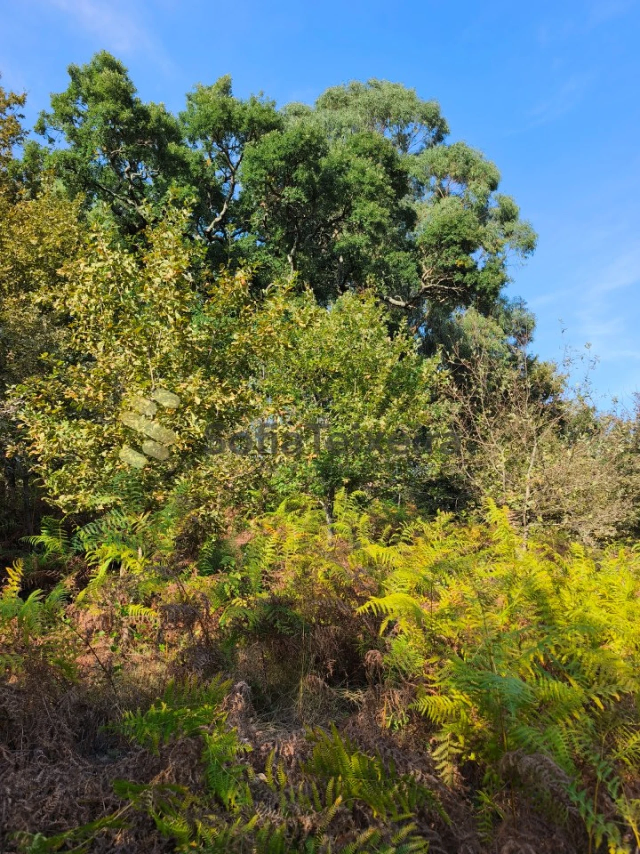 Terreno para Venda em Regadas Foto 12