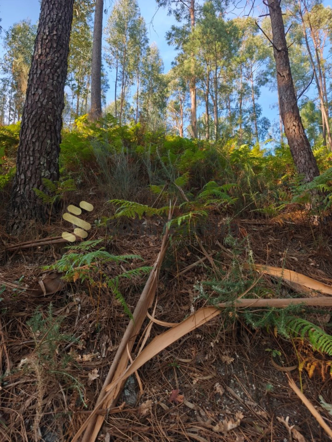 Terreno para Venda em Regadas Foto 16
