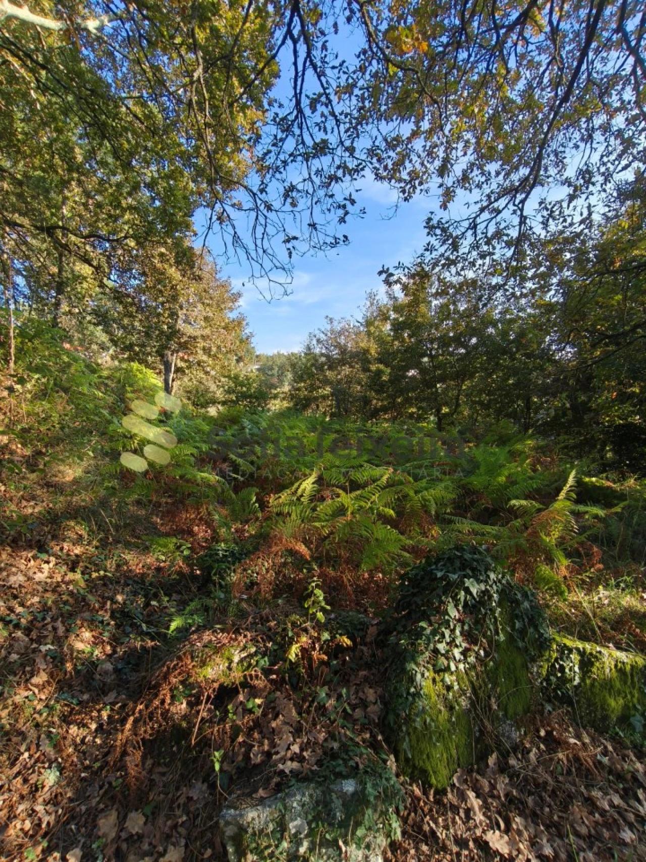 Terreno para Venda em Regadas Foto 19