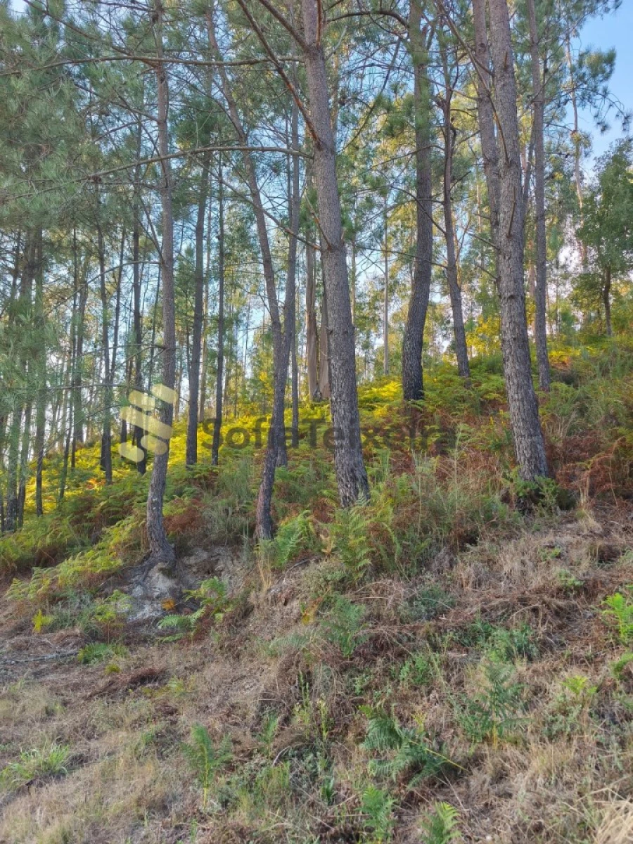Terreno para Venda em Regadas Foto 14
