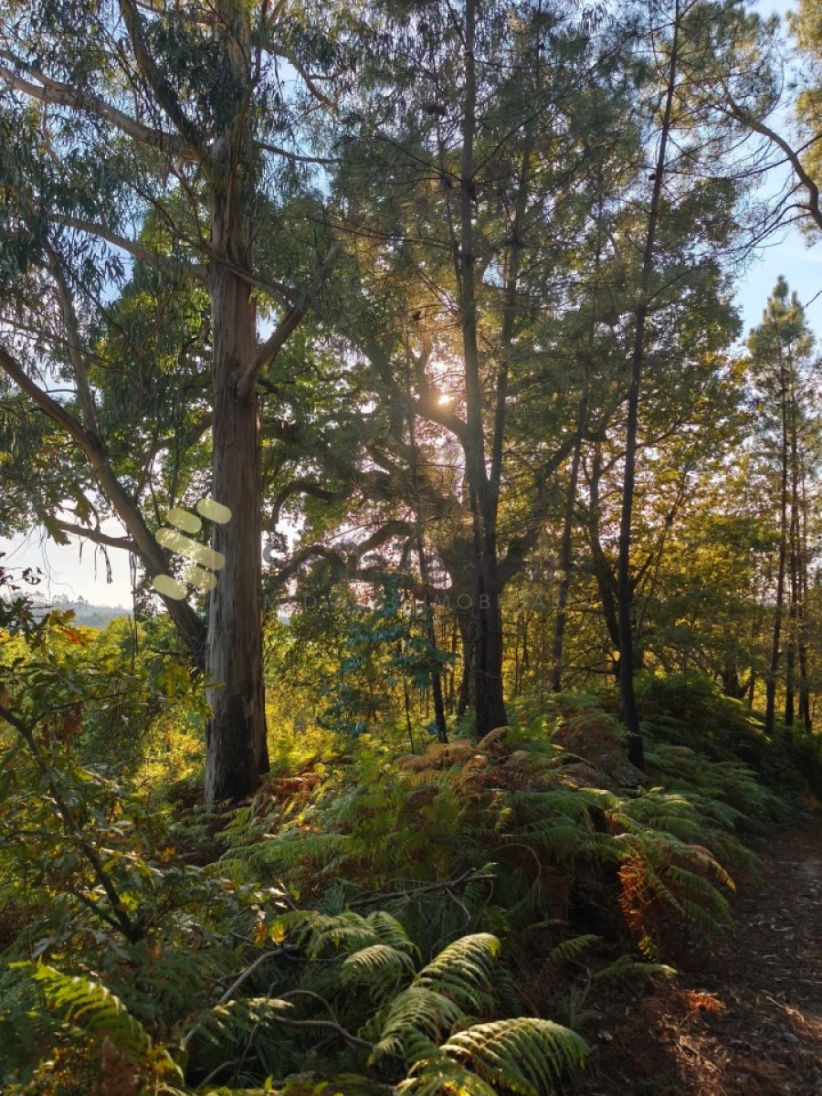 Terreno para Venda em Regadas Foto 15