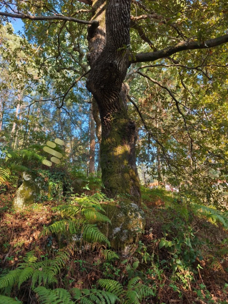 Terreno para Venda em Regadas Foto 17