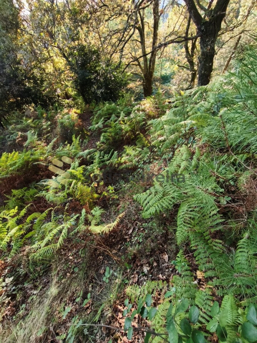 Terreno para Venda em Regadas Foto 18