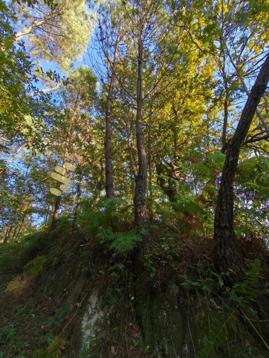 Terreno para Venda em Regadas Foto 20