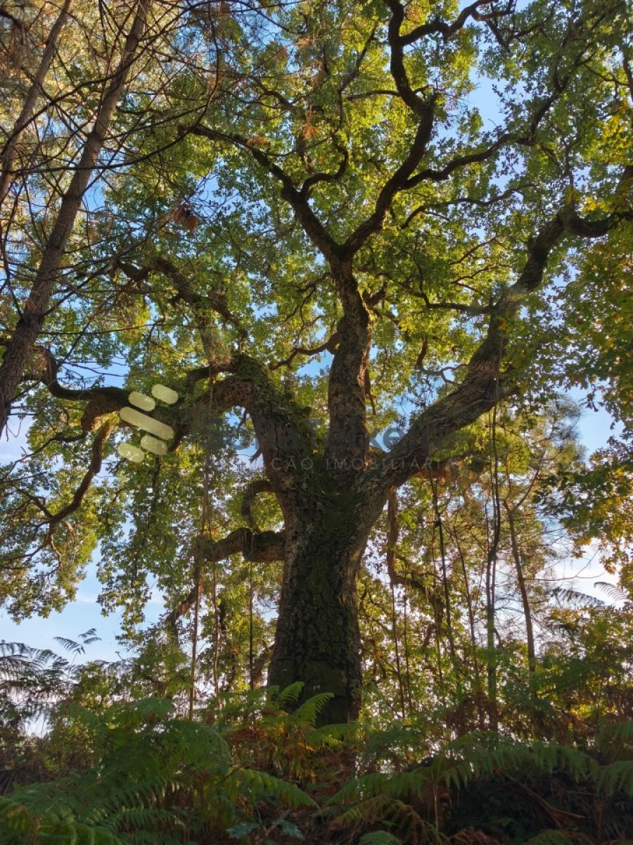 Terreno para Venda em Regadas Foto 21