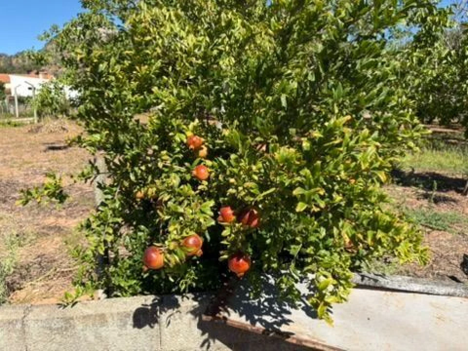 Quinta para Venda em Palmela Foto 4