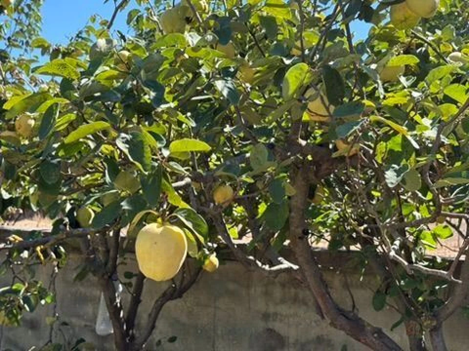 Quinta para Venda em Palmela Foto 15