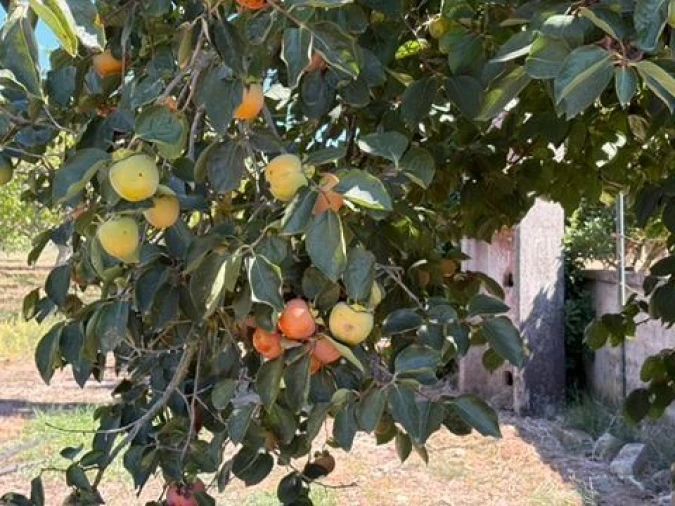 Quinta para Venda em Palmela Foto 3