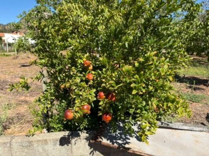 Quinta para Venda em Palmela Foto 4